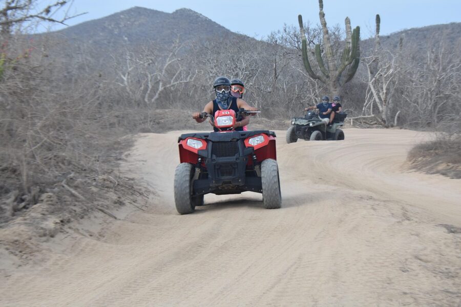 Double ATV Migriño Beach & Desert - Mangroves, cactus, and Baja plant life