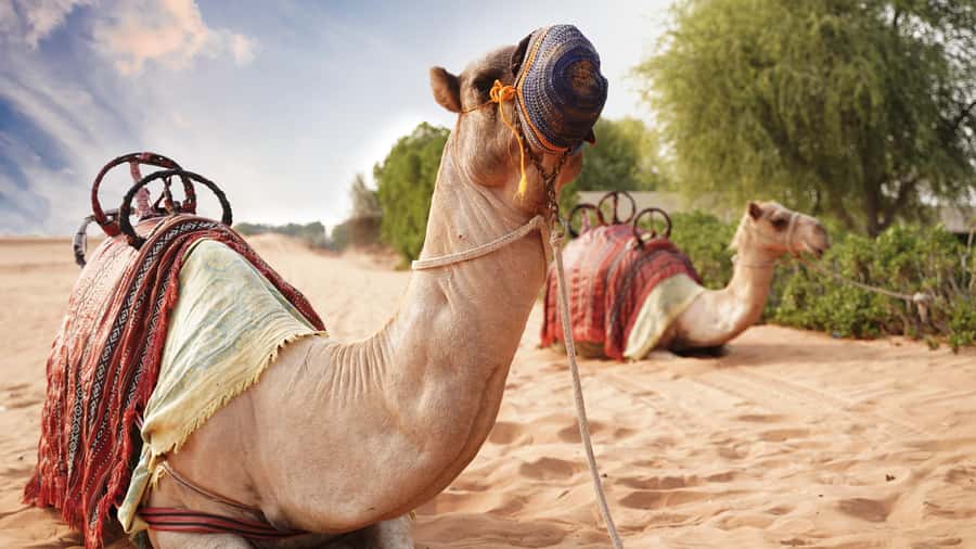 Dubai Desert Adventure: Red Dunes Guided Quad/Polaris & BBQ - The Bedouin-style camp and its small traditions