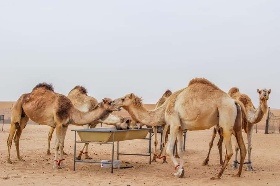 Dubai Desert Safari, Quad Biking, Camel Ride, & Sandboarding - Sandboarding on the Dunes