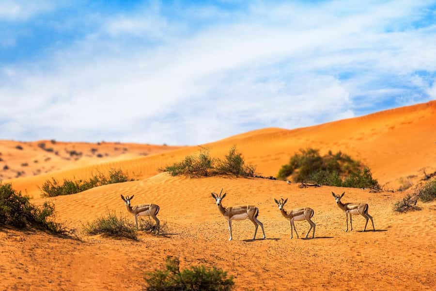 Dubai: Hot Air Balloon with Camel, ATV, & Horse Ride Options - Should you book this balloon ride?