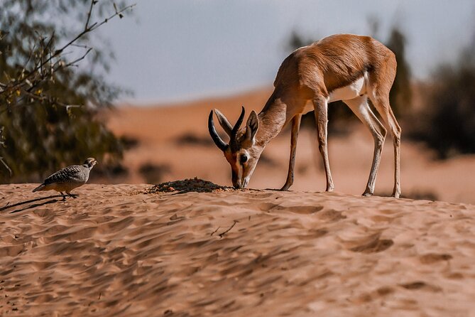 Dubai Red Dunes Safari: Dune Bashing, Camel Ride & Breakfast - Is $81 a fair price?