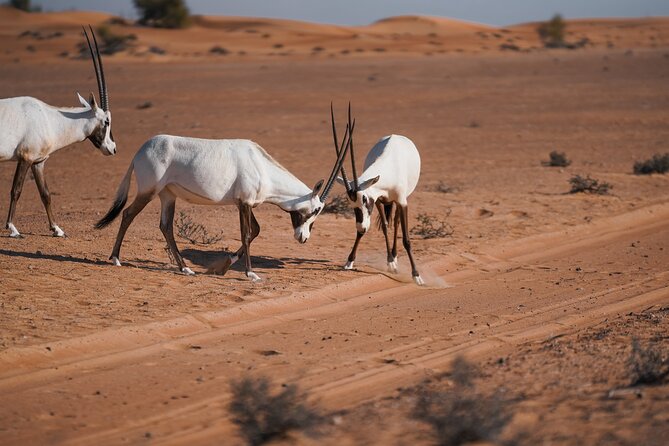 Dubai Red Dunes Safari: Dune Bashing, Camel Ride & Breakfast - What the 4WD dune drive feels like