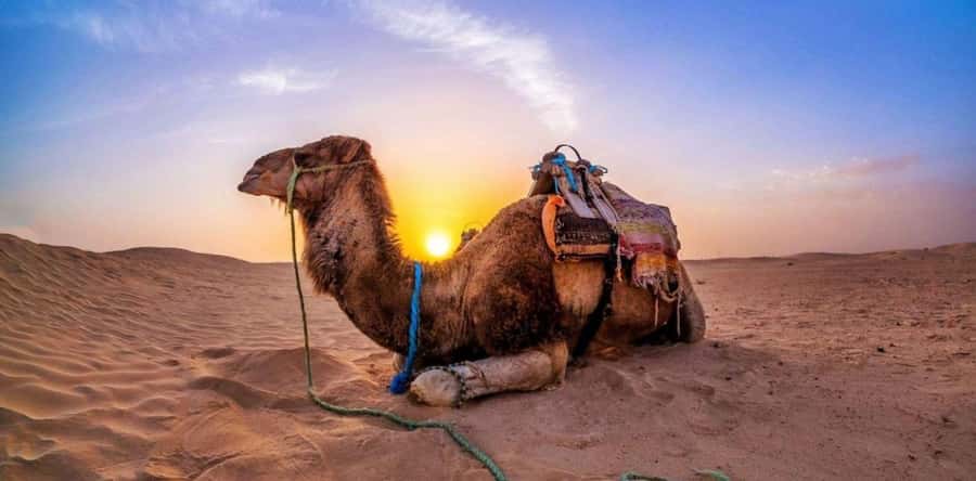 Dune Bashing &Beyond The Ultimate Desert Safari From Doha - Dune bashing: the heart-pounding part