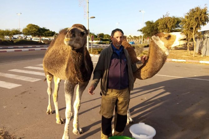 Essaouira Activities: Discover Essaouira by Quad - Price and what you get for $46.34