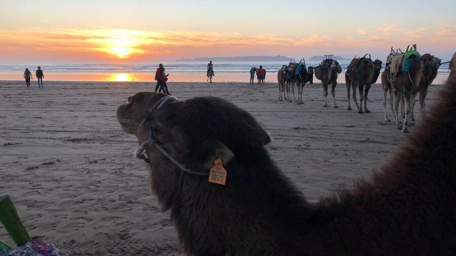 Essaouira P12 : 1h Quad bike tour and 1h dromedary Ride - From Forest Tracks to Open Beaches