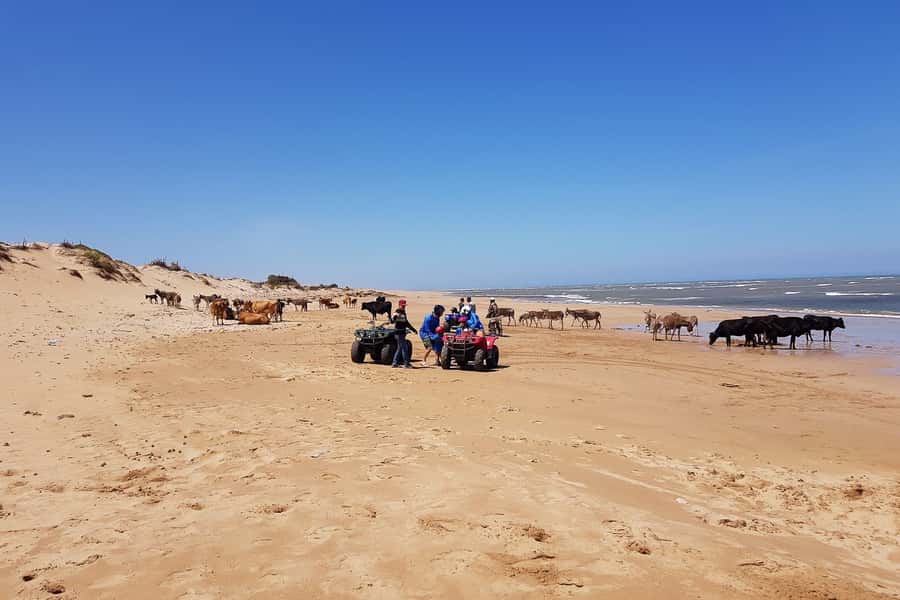 Essaouira P3: Quad tour forest beach dunes (free transfer) - Across the dunes south of Essaouira