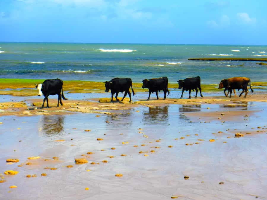 Essaouria: Beach & Big Dunes 2-Hour Quad Biking Tour - Starting at Ola Energy in Essaouira