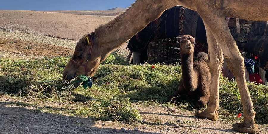 Evening Marrakech: Agafay Desert Quad , Camel & Dinner Shows - Moroccan dinner under the evening sky