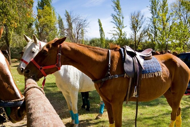 Extreme Horses Adventure with ATV, Ziplines & Cenote - Safety, age rules, and comfort