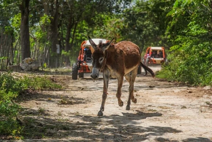 Flintstones Buggy, Cave and Adventure in Bavaro - Key points before you book