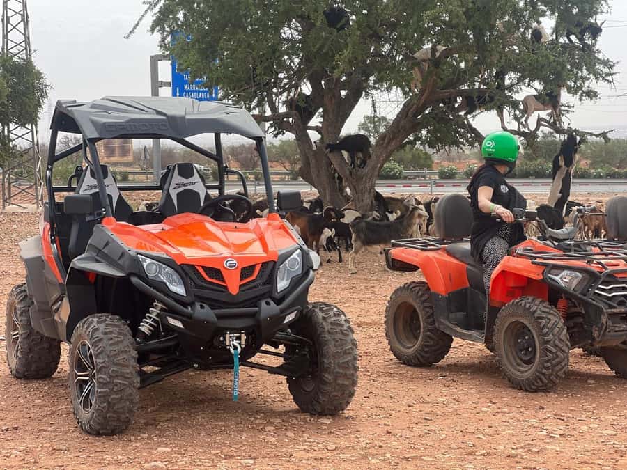 From Agadir/Taghazout: Buggy Safari Adventure & Moroccan Tea - Goats in argan trees and a photo stop