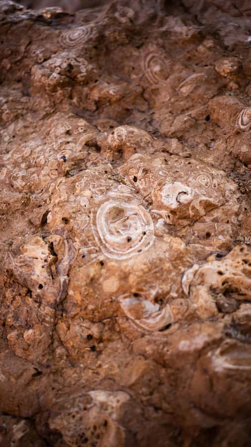 From Dubai: Zerzura Dune Buggy Experience & Fossil Discovery - Is $136 a fair price?