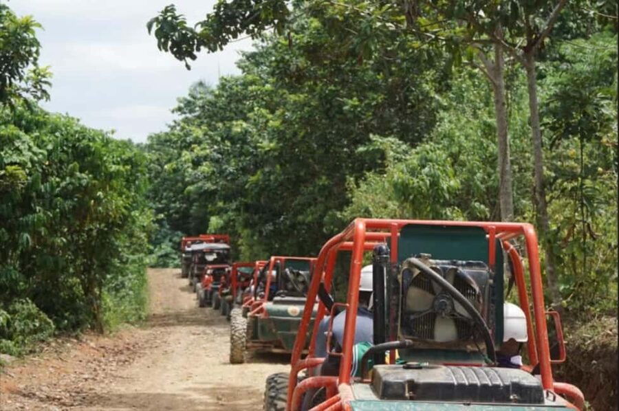 From Punta Cana or La Romana: Sugarcane Fields Buggy or Quad - Sugarcane fields and a taste of rural life