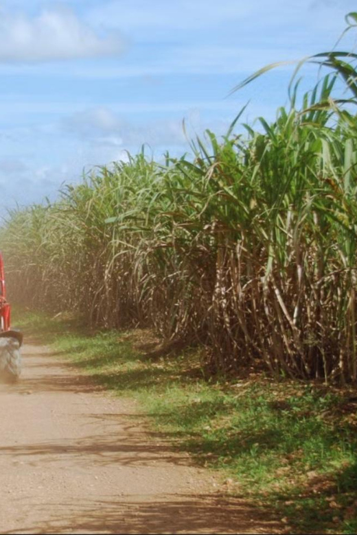 From Punta Cana or La Romana: Sugarcane Fields Buggy or Quad - Mud puddles, slopes, and the real heart of the tour