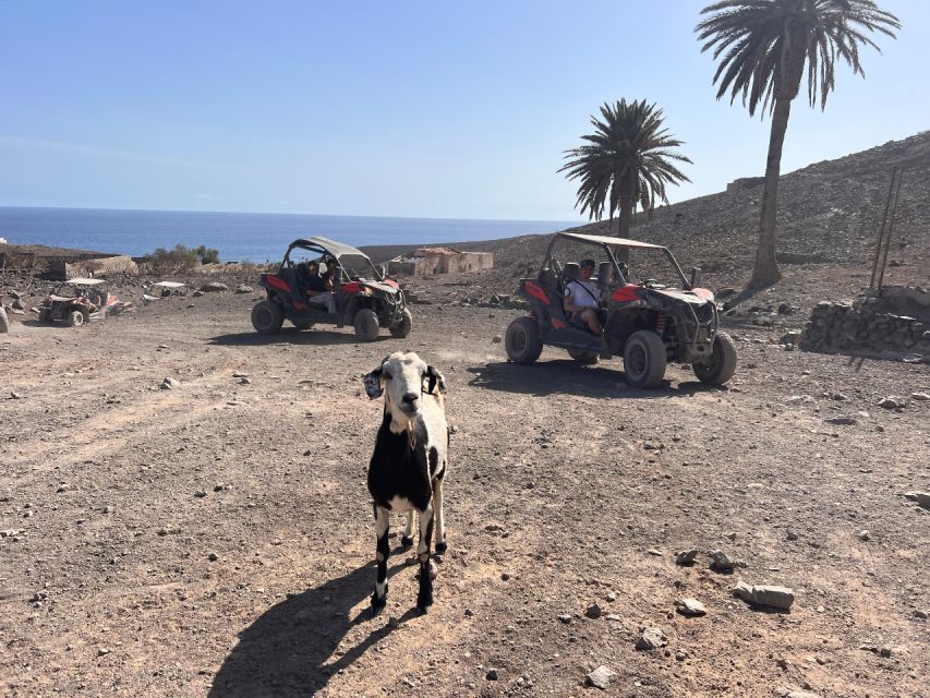 Fuerteventura : 2 hours Buggy Tour in Punta de Jandía - From Morro Jable Pier to the Southern Tip
