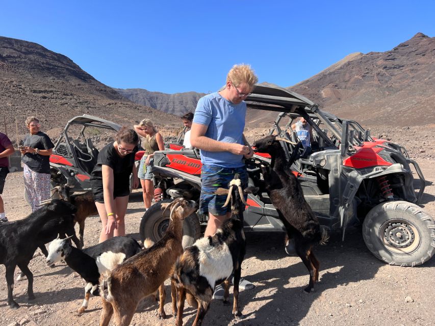 Fuerteventura : 2 hours Buggy Tour in Punta de Jandía - Meeting Fuerteventura’s Goats
