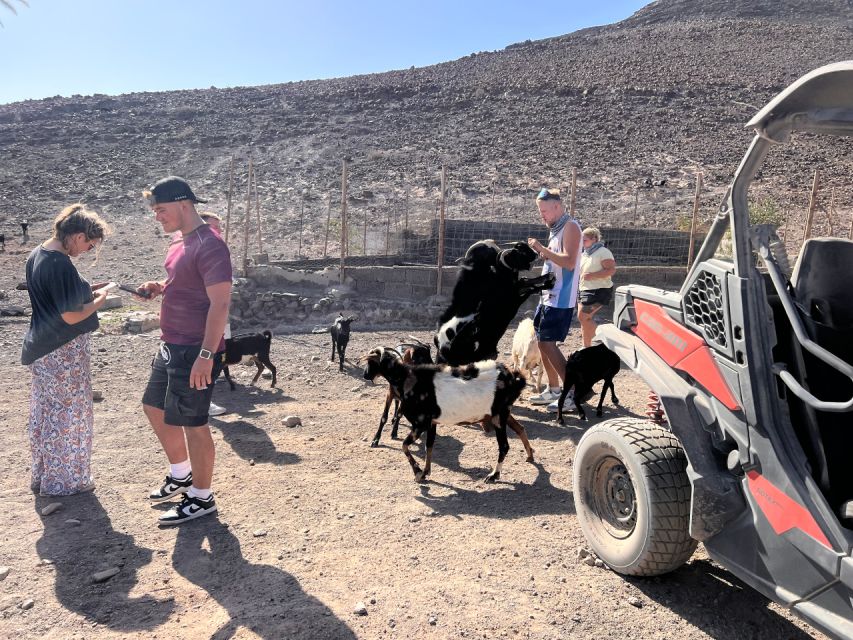 Fuerteventura : 2 hours Buggy Tour in Punta de Jandía - How Much Value Do You Get for $141?