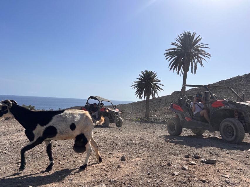 Fuerteventura : 2 hours Buggy Tour in Punta de Jandía - Timing, Pace, and Group Comfort