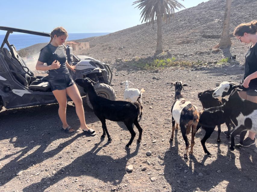 Fuerteventura : 2 hours Buggy Tour in Punta de Jandía - Driving a Modern Automatic CAN-AM Buggy
