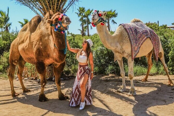 Fun Camel Ride and UTV COMBO with Tequila Tasting! - From Cabo hotels to the Migriño ranch