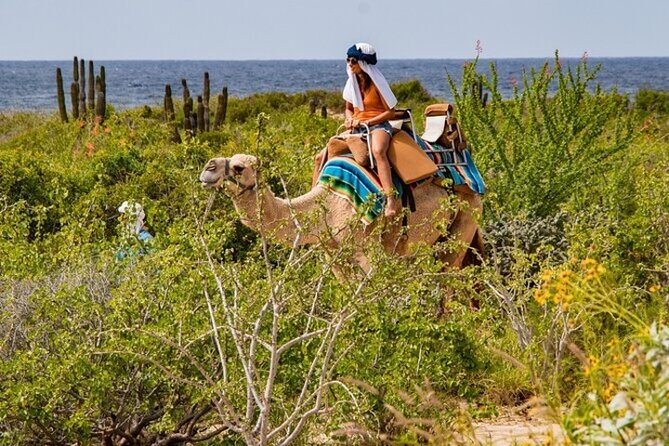 Fun Camel Ride and UTV COMBO with Tequila Tasting! - The real price: $109 is only the starting point