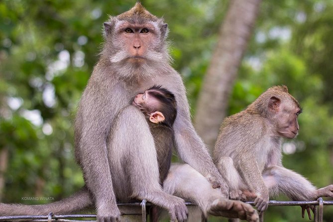 Gorilla Cave ATV Bali Ubud, Monkey Forest, Temple, and Lunch - Puseh Batuan Temple and Balinese Hindu culture