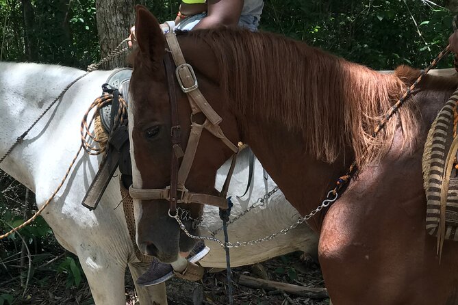 Horseback riding with ATV, zip lines and cenote, lunch and transfer - Horseback riding through the park