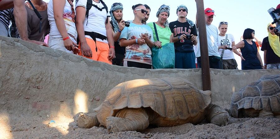 Hurghada: Quad Bike, Camel, Show, Dinner, & Stargazing Trip - Guides, photos, and the equipment