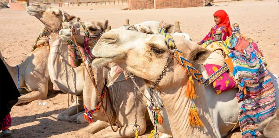 Hurghada: Safari Jeep, Buggy, Camel, Quad, Bedouin Dinner - Buggy and quad driving in the open sand