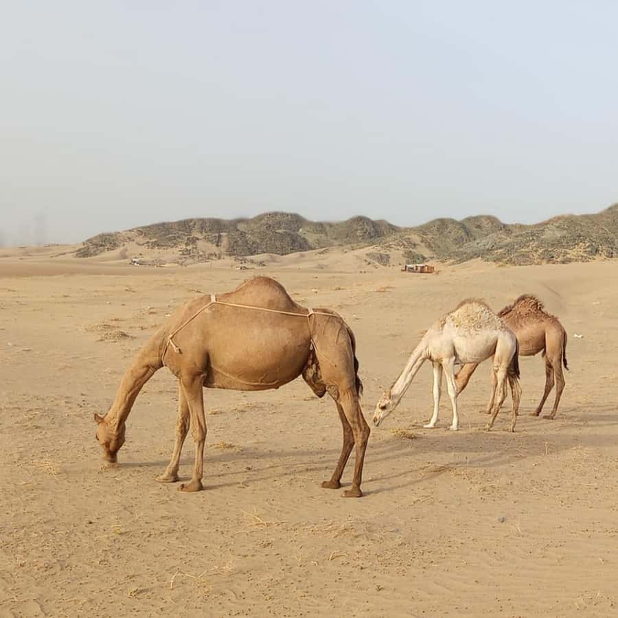 Jeddah Desert Safari: Quad Biking, Camel Farm & Sunset Views - Sunrise and sunset are worth planning around