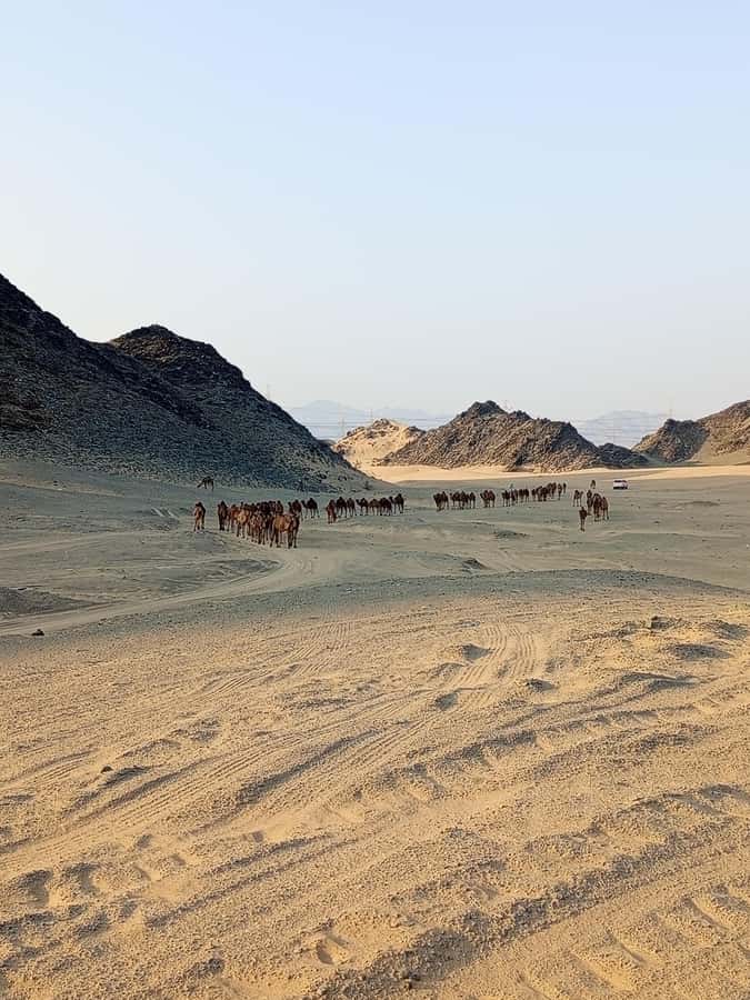 Jeddah Desert Safari: Quad Biking, Camel Farm & Sunset Views - Should you book the Jeddah Desert Safari?