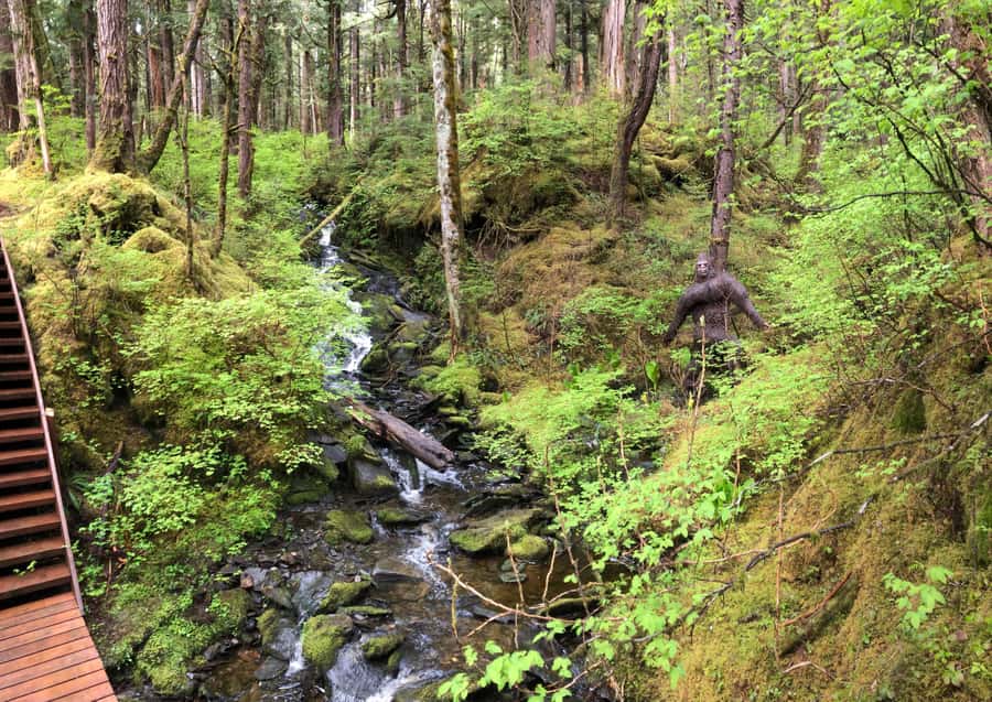 Ketchikan: Tongass Forest Alaska Bigfoot ATV Ride and Hike - The Tongass walk is the real heart of the tour