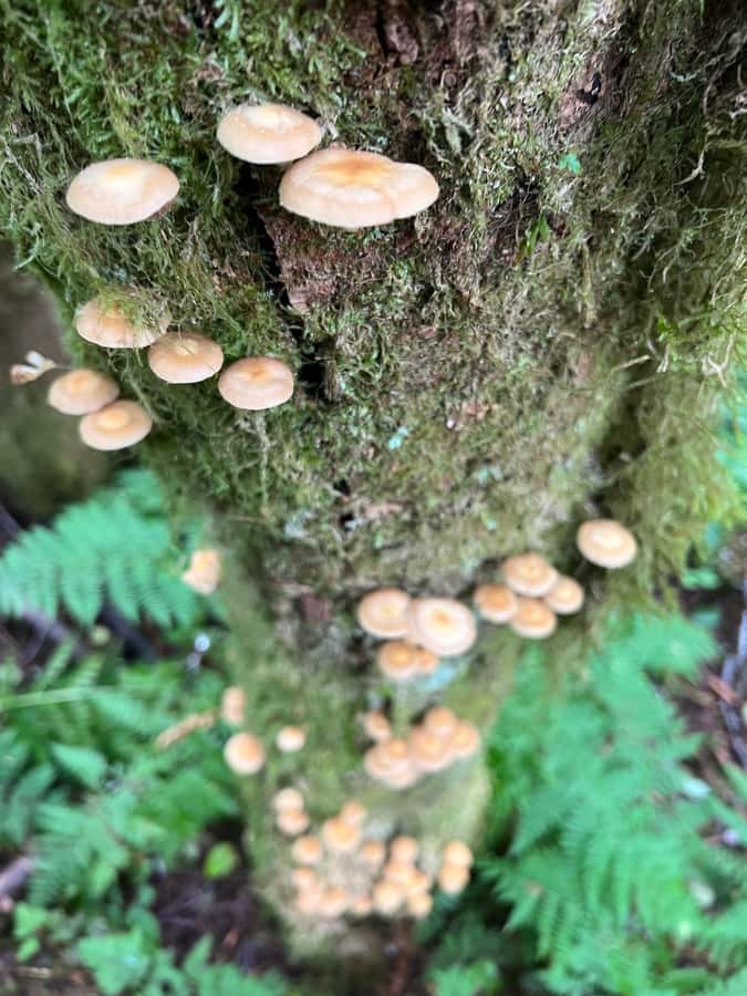 Ketchikan: Tongass Forest Alaska Bigfoot ATV Ride and Hike - Is $149 a fair price?