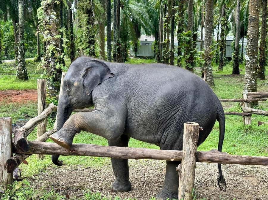 Krabi Elephant bathing and Atv adventure (30min/30min) - What to bring and how to prepare