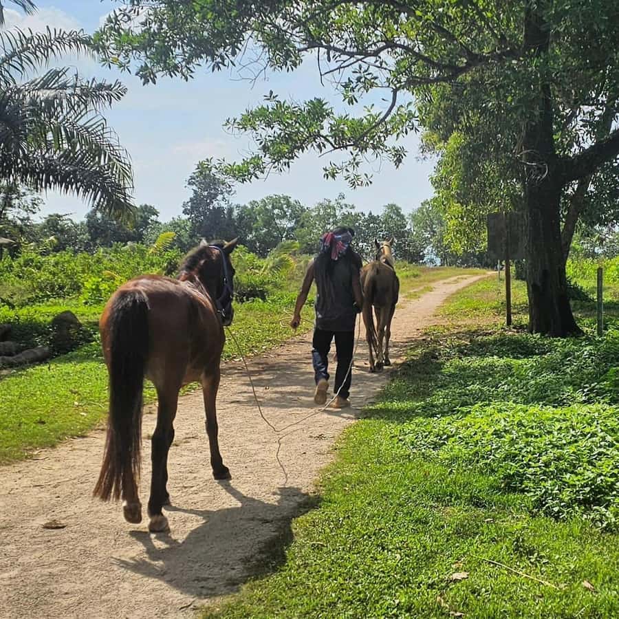 Krabi Horse Riding on the Beach and atv Extreme - Comparing the Two Activities