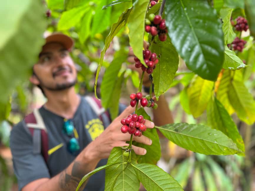 Las Terrenas: Private Coffee Trail ATV Tour in Samana - Riding the Ruta del Cafe