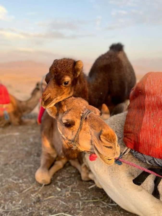 Lunch & Swimming Camel Ride and Quad Biking in Agafay - Why the $28 price offers strong value