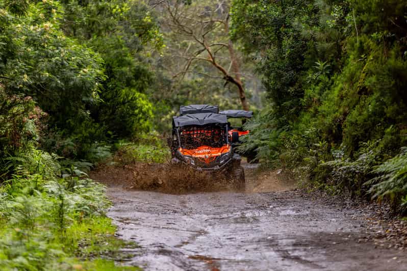 Madeira: Off-Road Buggy Adventure Through Laurissilva Forest - Key points before you book