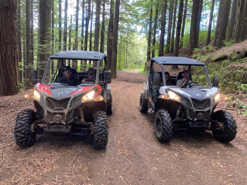 Madeira: Off-Road Buggy Driving Experience - Why the Laurisilva forest makes this ride special