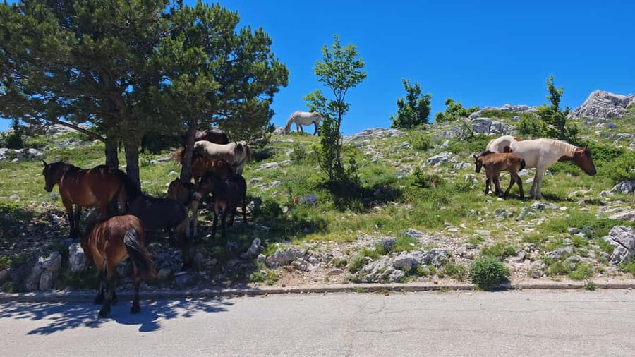 Makarska: Buggy Skywalk and Biokovo Tour - Is the $81 price good value?