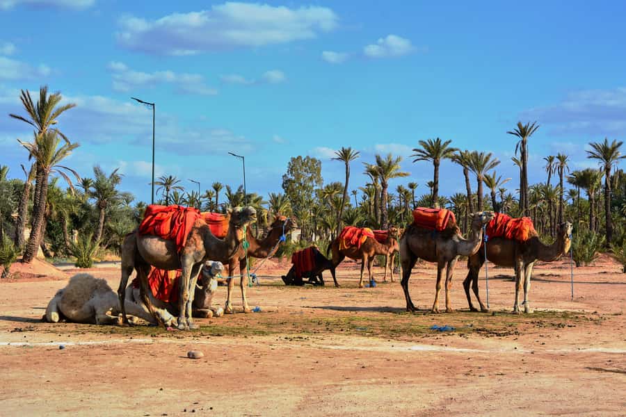 Marrakech: 2-Hour Quad Bike & Camel Ride in Palmeraie - Safety, comfort, and group size