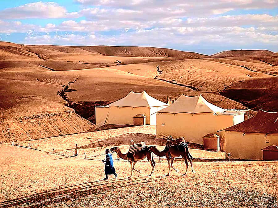 Marrakech Adventure: Agafay Desert Quad, Camel, Lunch - Lunch in a Berber tent with open views