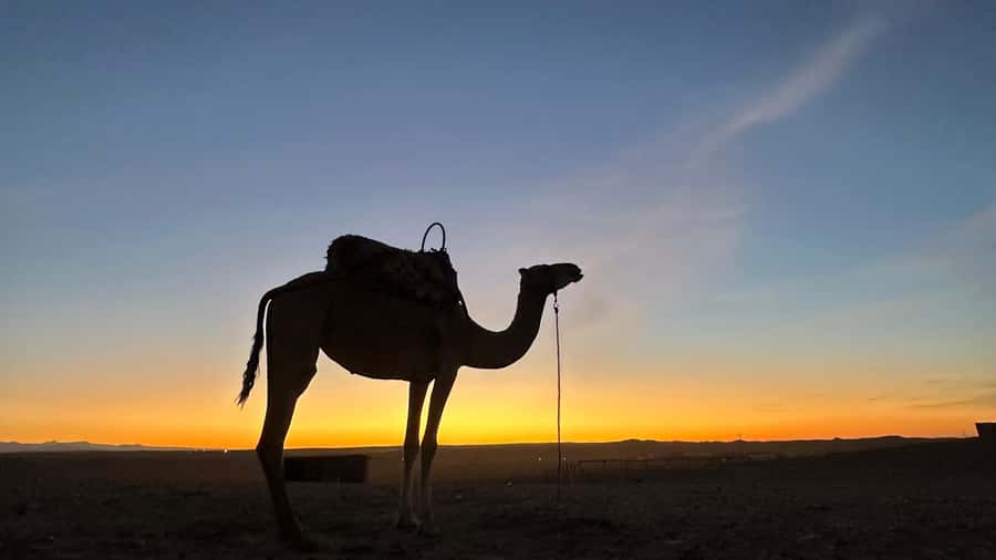 Marrakech: Agafay Desert: Camel ride Quad Bike, Dinner show - Moroccan dinner under the stars