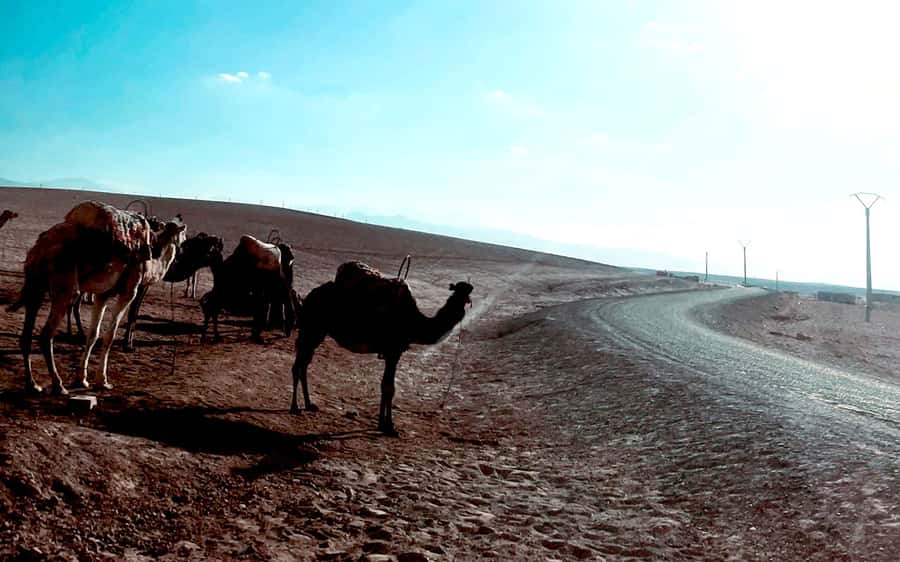 Marrakech: Agafay Desert Quad Bike Tour with Moroccan Tea - Key points to know before you book