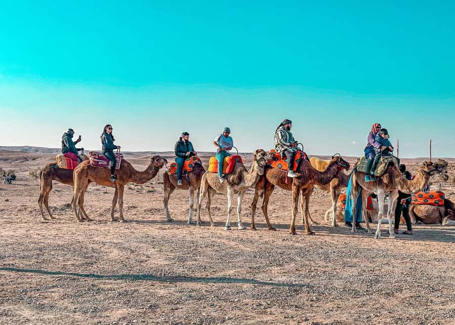 Marrakech: Agafay Dinner Show, Camel Ride, Quad, or Buggy - Who will enjoy this Agafay outing most?