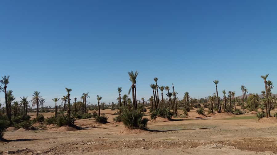 Marrakech: Buggy Experience at Palmeraie with Hotel Pickup - Hotel pickup makes a short tour easier