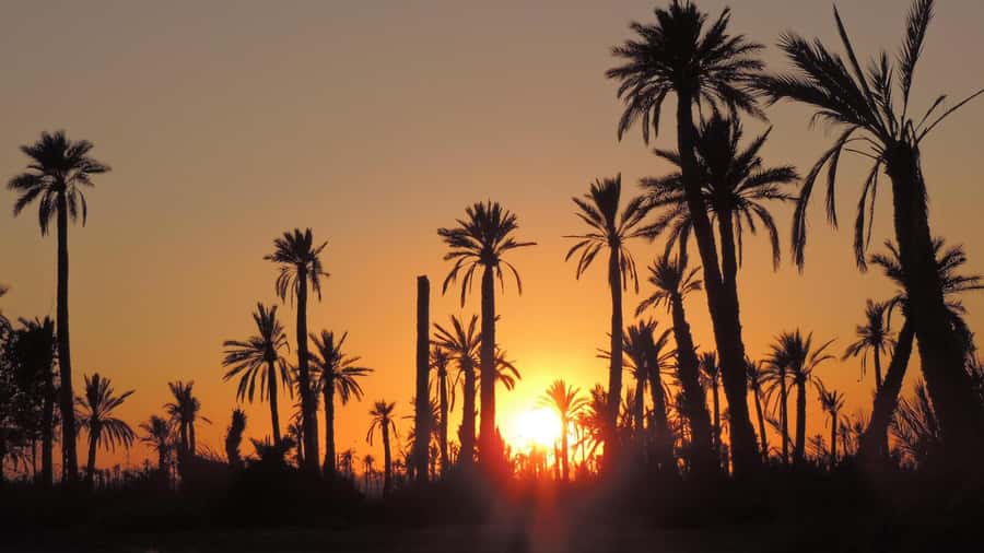 Marrakech: Dunes of the Palmeraie Quad Bike Ride with Tea - Who will enjoy this most?