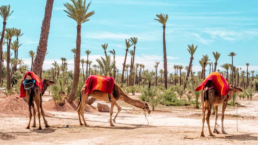 Marrakech: Half-Day Desert Quad Tour with Camel Ride - The one-hour dromedary ride among the palms