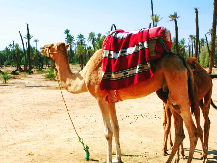 Marrakech: Half-day Dunes Trip With Buggy and Camel Ride - A short look at Berber village life