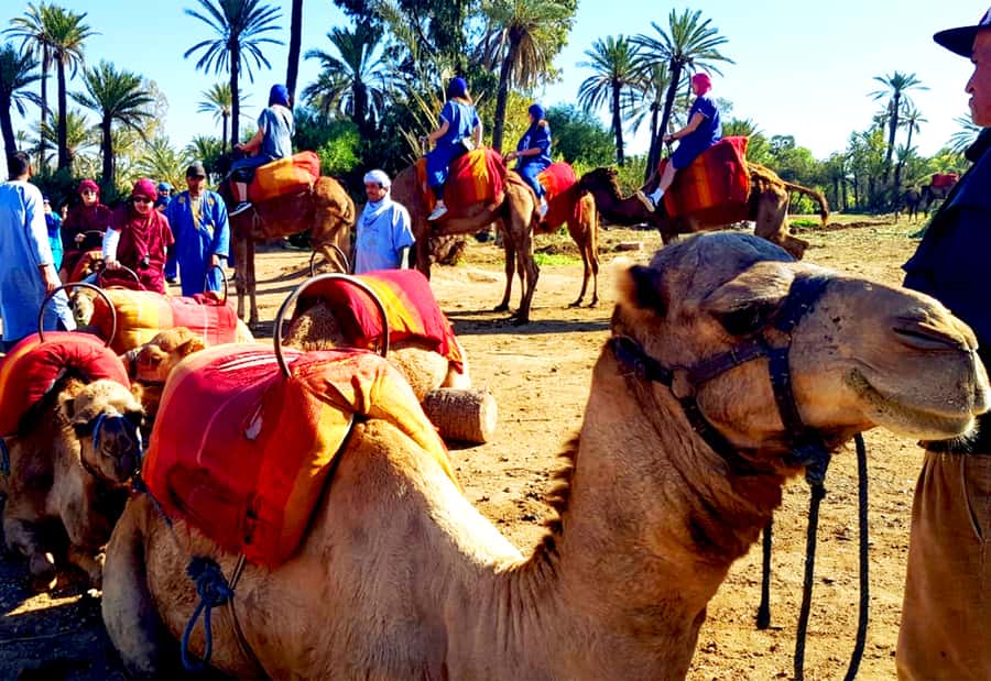 Marrakech: Half-Day Tour with Buggy Ride, Camel Ride and Spa - Who gets the best value from this tour?